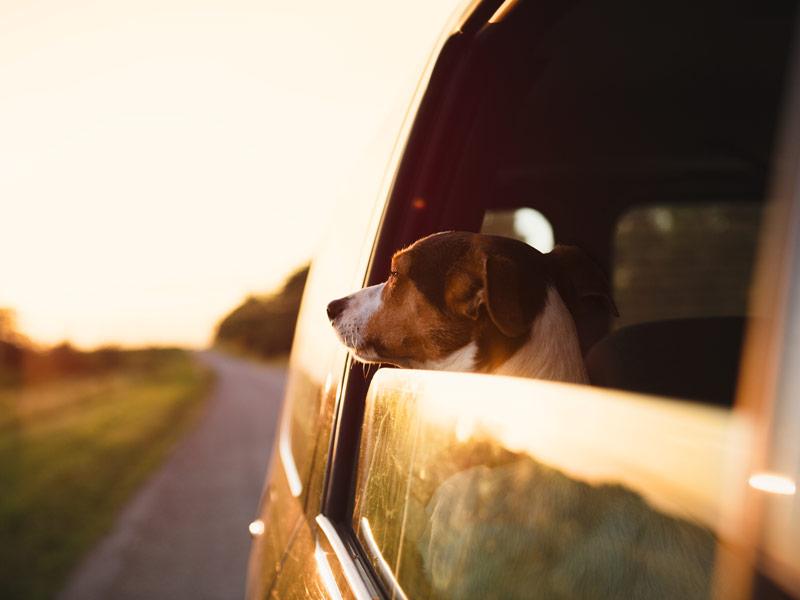 Mit dem Hund durch Europa